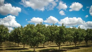 2015: A Year To Forget For Pistachio Growers