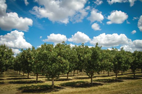 2015: A Year To Forget For Pistachio Growers
