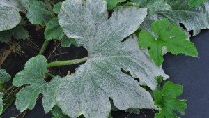 The Problem With Powdery Mildew In Pumpkin