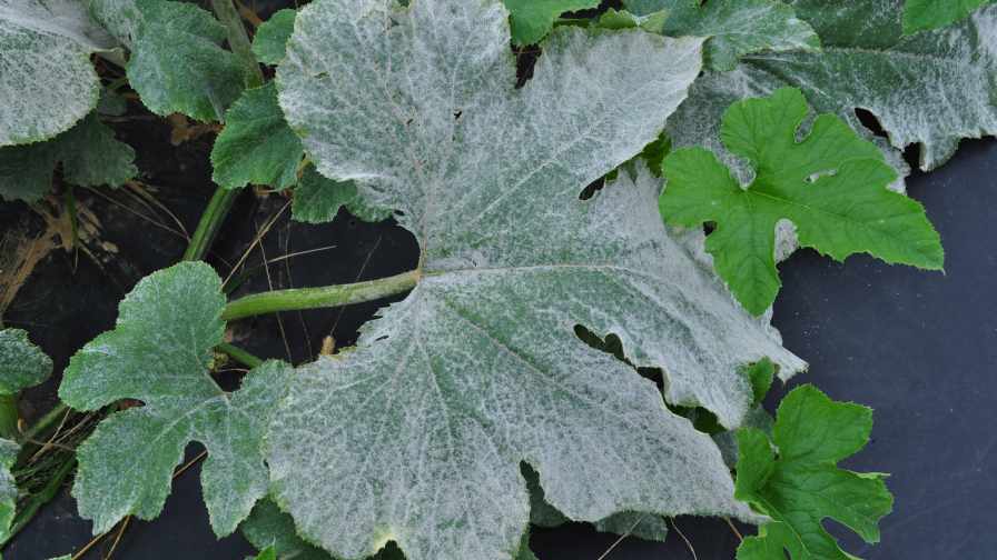Nichino Announces New Fungicide for Powdery Mildew Control