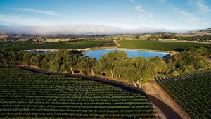 Wide Adoption Of Sustainable Winegrowing Practices In California