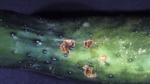 Sidestepping Scab Critical For Florida Cucurbit Growers