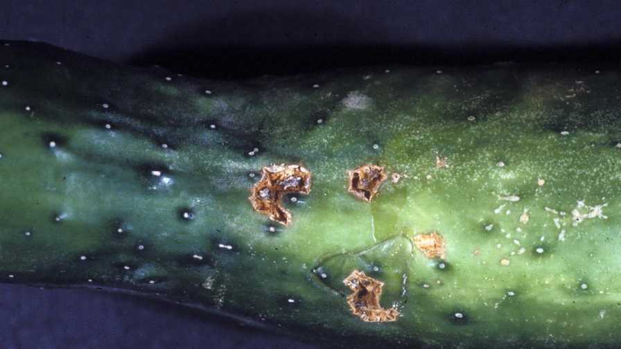 Sidestepping Scab Critical For Florida Cucurbit Growers