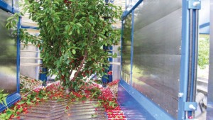 Growers Could See Early Returns On Investment With New Harvesting Techniques