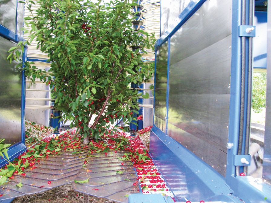 Growers Could See Early Returns On Investment With New Harvesting Techniques