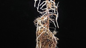 We’re Just Scratching The Surface  Of Rootstock Research