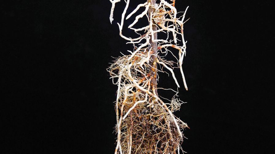 We’re Just Scratching The Surface  Of Rootstock Research