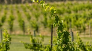 Oregon Vineyard Sees Success With Cold-Hardy Grapes