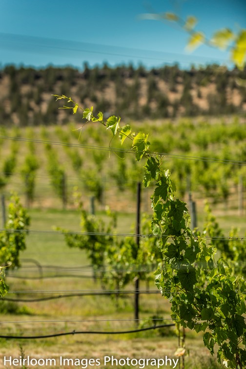 Oregon Vineyard Sees Success With Cold-Hardy Grapes