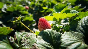 How to Manage Soil-Borne Disease in Berries