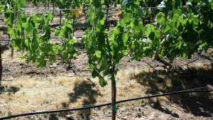 New App Helps Growers Determine Stunted Vine Causes