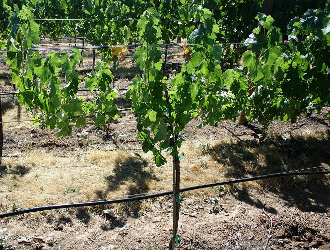New App Helps Growers Determine Stunted Vine Causes