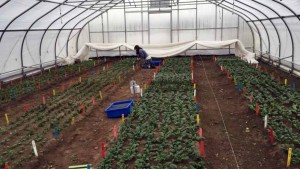 Research On Growing Spinach In Winter Helps Determine Planting Dates