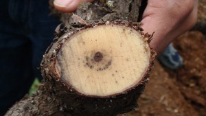 Three Tips For Preventing Trunk Disease