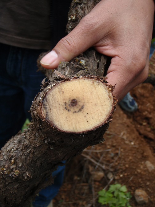 Three Tips For Preventing Trunk Disease
