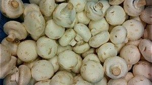 Genetically Engineered Mushroom Avoids Regulation