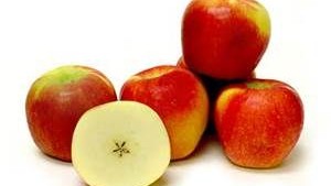 Will ‘Ambrosia’ Take The Best Apple Variety Title Again This Year?