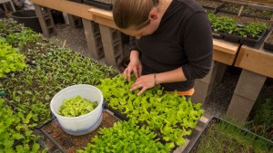 Churchview Farm Aims To Close The Gap Between Farm And Table