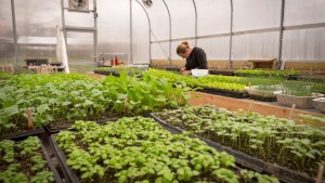 Greenhouse Structures:  It’s All In The Planning