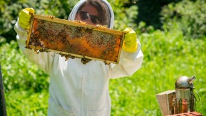 Organic Beekeeping: A Sweet Alternative for Produce Growers