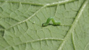 Take Control Of Your Melon Pests