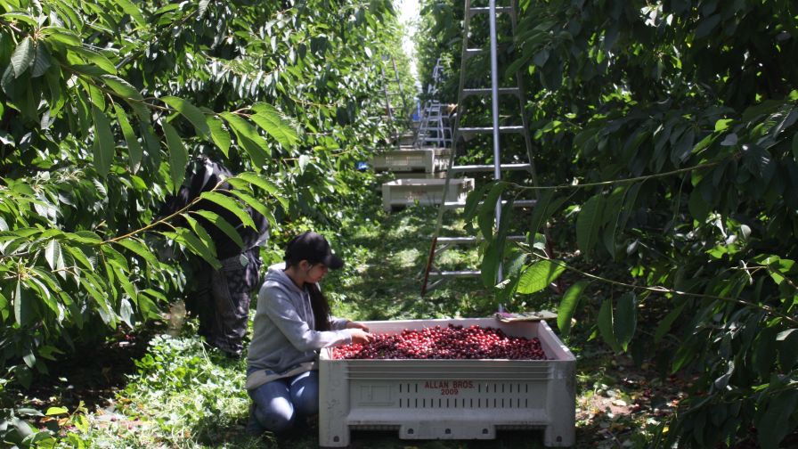 Northwest Cherry Crop Estimates Down This Year
