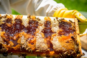 This kind of demonstration helps guests value what they eat