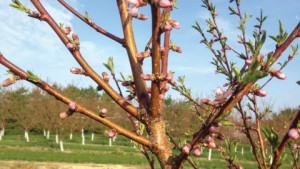 New App Helps Fruit Growers Calculate Chill Hours