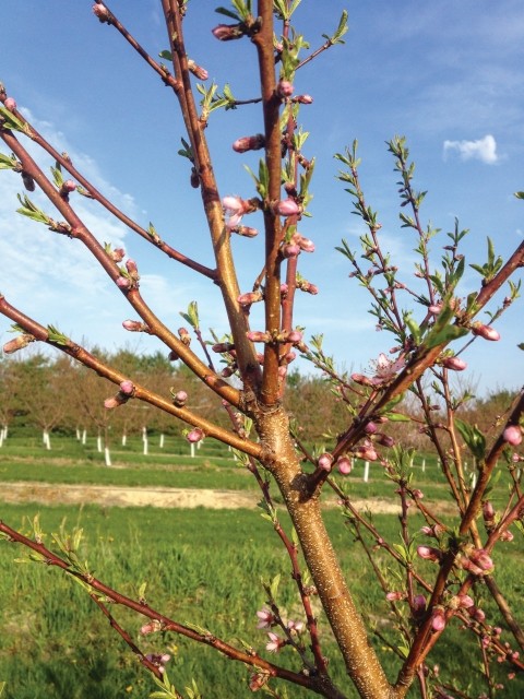 New App Helps Fruit Growers Calculate Chill Hours