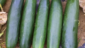 13 Of The Latest Cucumber Varieties