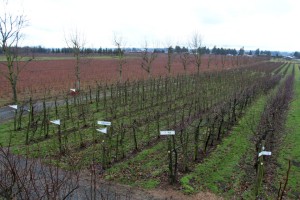 Despite its small size, Taves Family Farms squeezes u-pick fields into its offerings.