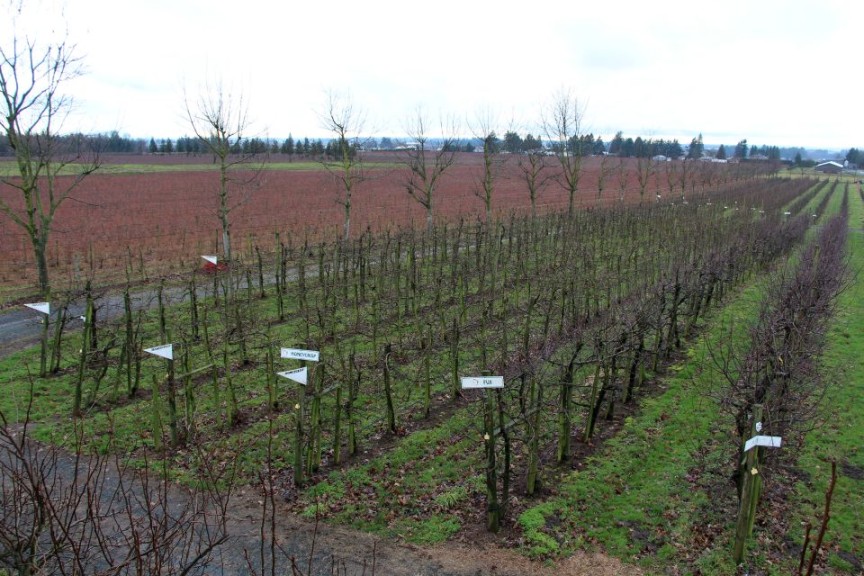 Despite its small size, Taves Family Farms squeezes u-pick fields into its offerings.