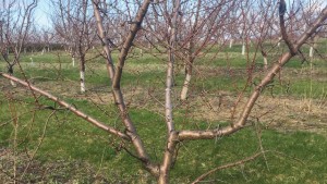 Georgia Peach Growers Brace for Low Chill Hours