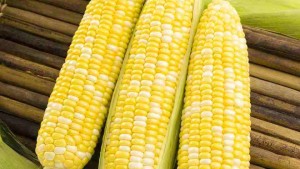 22 Sweet Corn Varieties You Need To Know