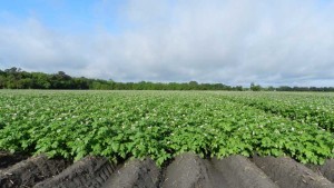 New Insecticide Available to Combat Sucking, Chewing Pests