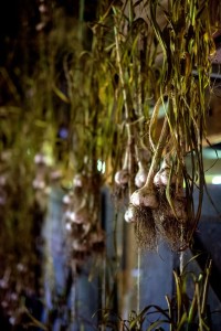 Freshly harvested garlic