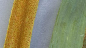 How To Elect The Right Fungicide For The Job
