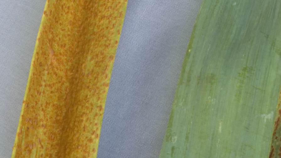 How To Elect The Right Fungicide For The Job