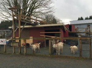 Goats are a big draw for children.