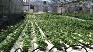 Ensure Proper Lighting For Your Greenhouse Vegetables