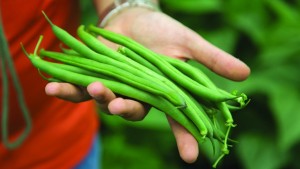 The Latest Bean Varieties For 2016