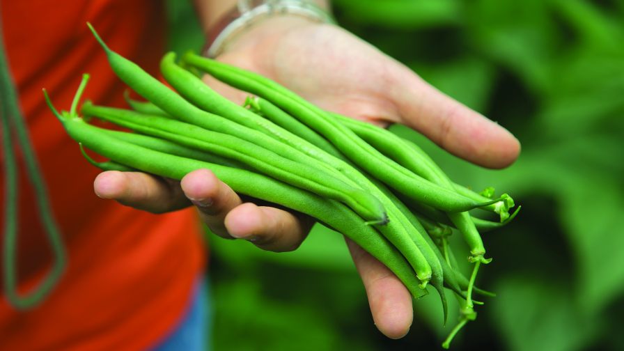 The Latest Bean Varieties For 2016