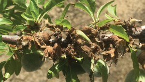 Look Out For Jacket Rot On Almond Leaves