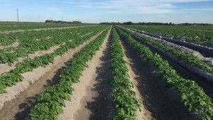 Farming Will Always Have a Place in Florida [Opinion]
