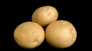 Potato Breeding Update From Cornell University