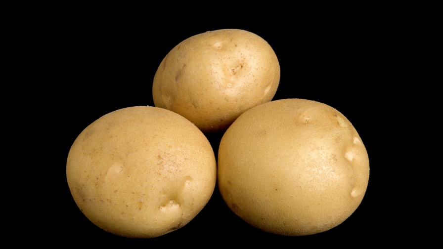 Potato Breeding Update From Cornell University