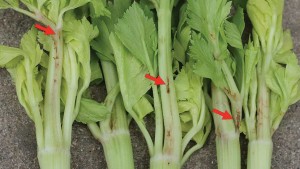 Vegetable Growers: Don’t Take Lygus Bug Lightly