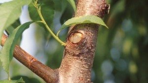 How To Avoid Pitfalls In Peach Tree Training
