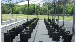 Irrigation Options For Protected Culture