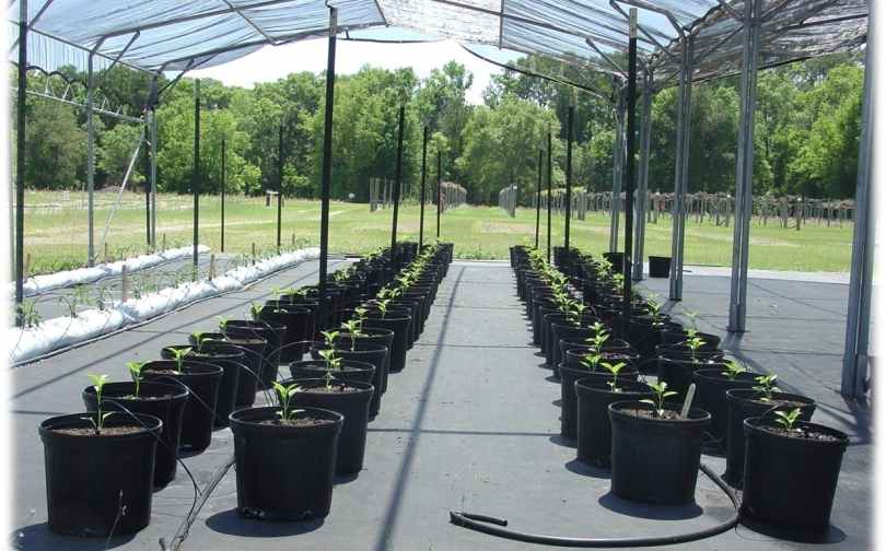 Irrigation Options For Protected Culture